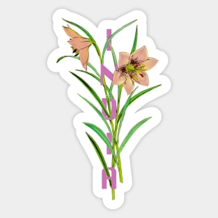 India Vintage Botanical Illustration Sticker